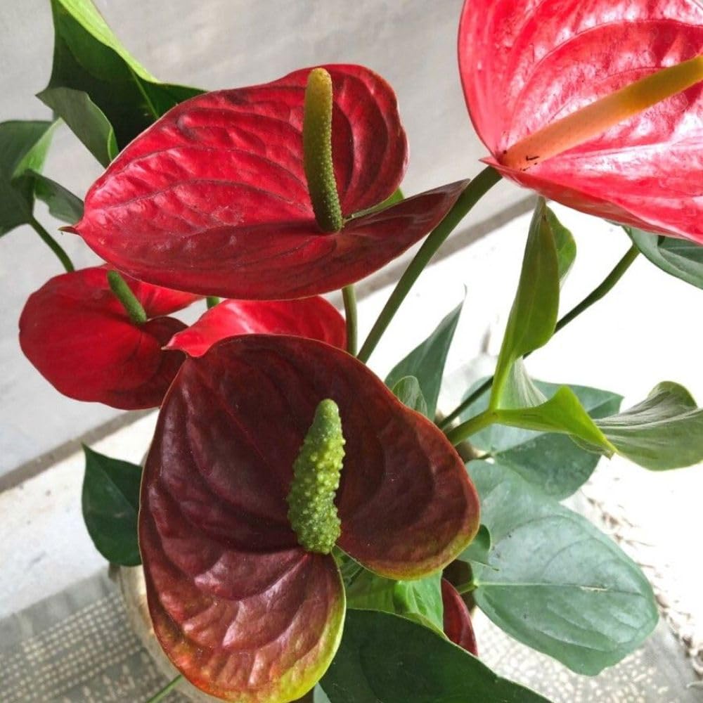 Red Anthurium Live Plant, 6 Inch Pot, Ornamental Anthurium Plant, Indoor Flowering Houseplant for Home Decor and Office