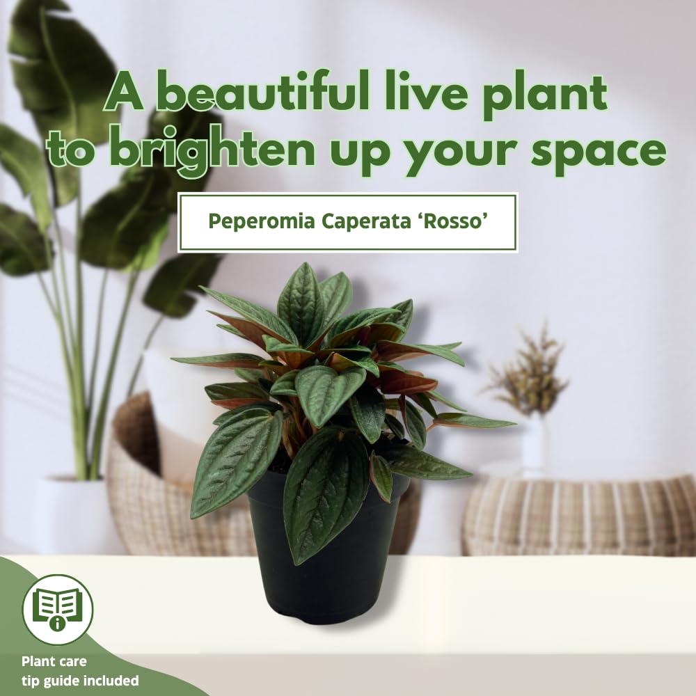 BubbleBlooms Peperomia Rosso albovittata in a 4 inch Pot