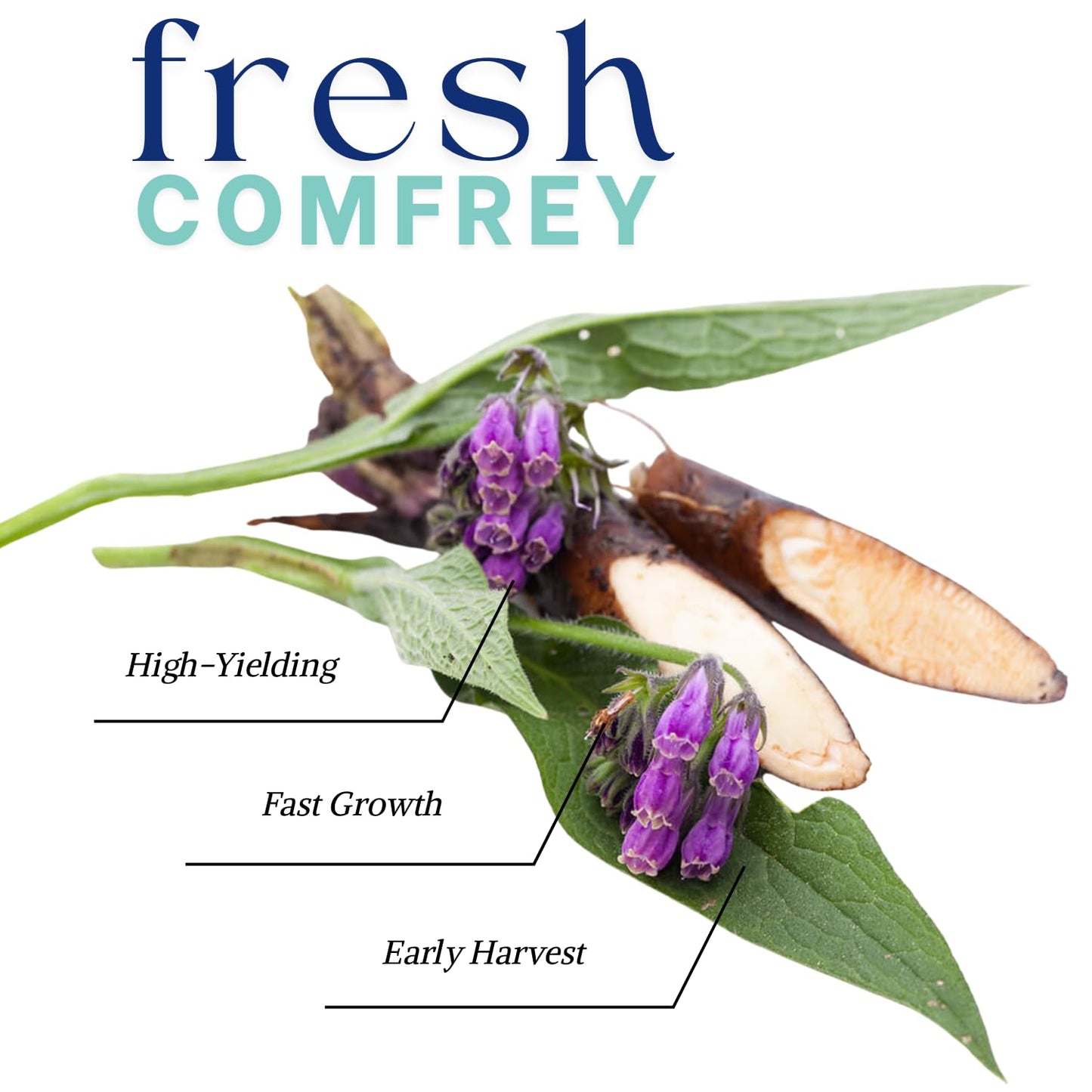 12 Comfrey Plant Roots Fast-Growing, High Yields Bocking 14 Comfrey Plant Live Roots, Perennial Herb Plant
