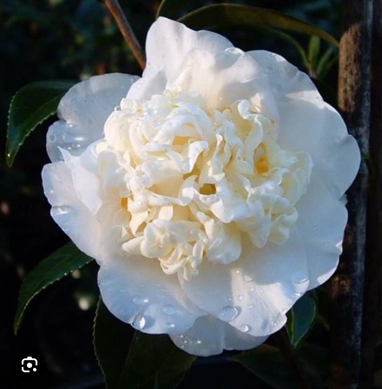 Live Plant - Fifth Avenuecamellia Japonica-Live Starter Plant