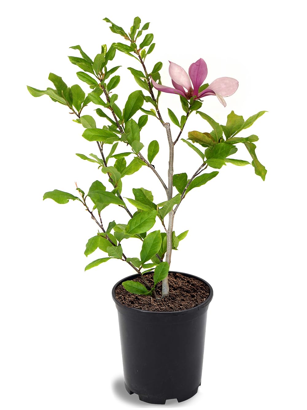 Alexandrina Japanese Magnolia, Pink Flowering Ornamental Tree, 12-18 inch, 1 gal. Nursery Pot, (Due to Agricultural Laws, we Cannot Ship to California, Arizona, Alaska, or Hawaii)