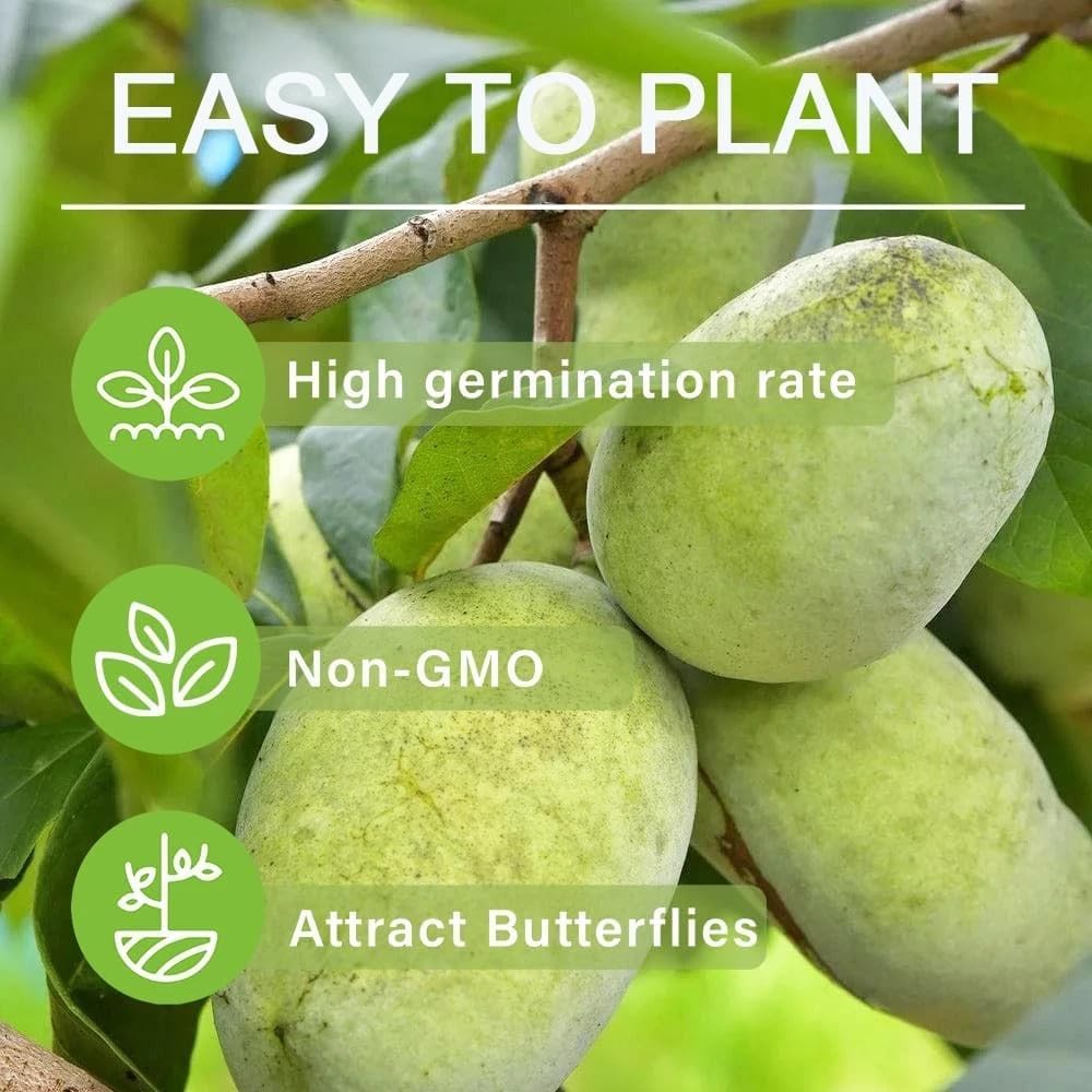 Paw Paw Tree Seeds – Asimina Triloba North American Custard Apple (Banana Papaw, Banango, Mango) – Moist Seeds for 2025 Planting – Perennial USA Native Fruit Trees – 15 Seeds
