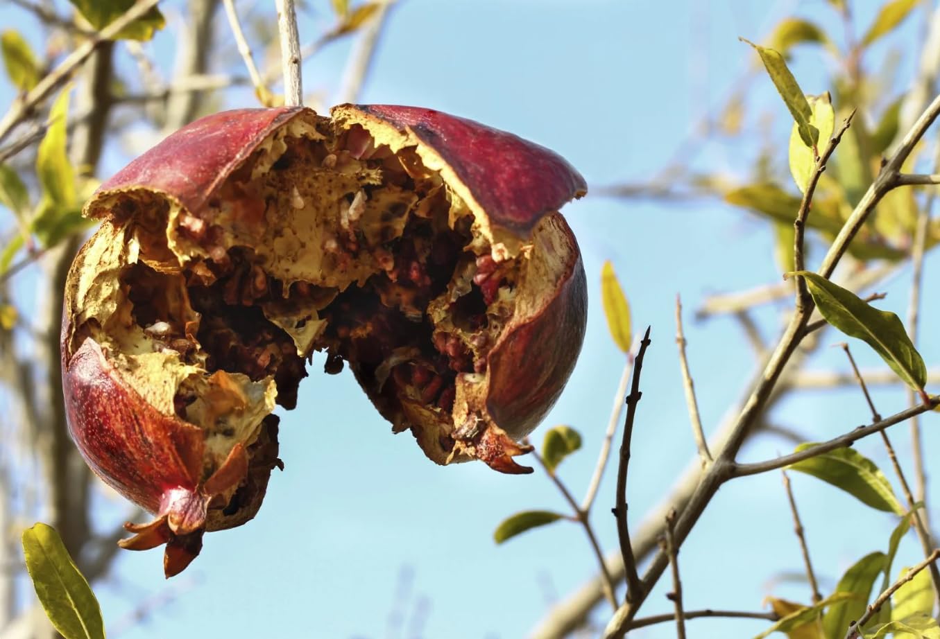 Pomegranate Tree Plant Live 4 to 6 Inches Tall, Cold Hardy Pomegranate, Well Rooted for Growing