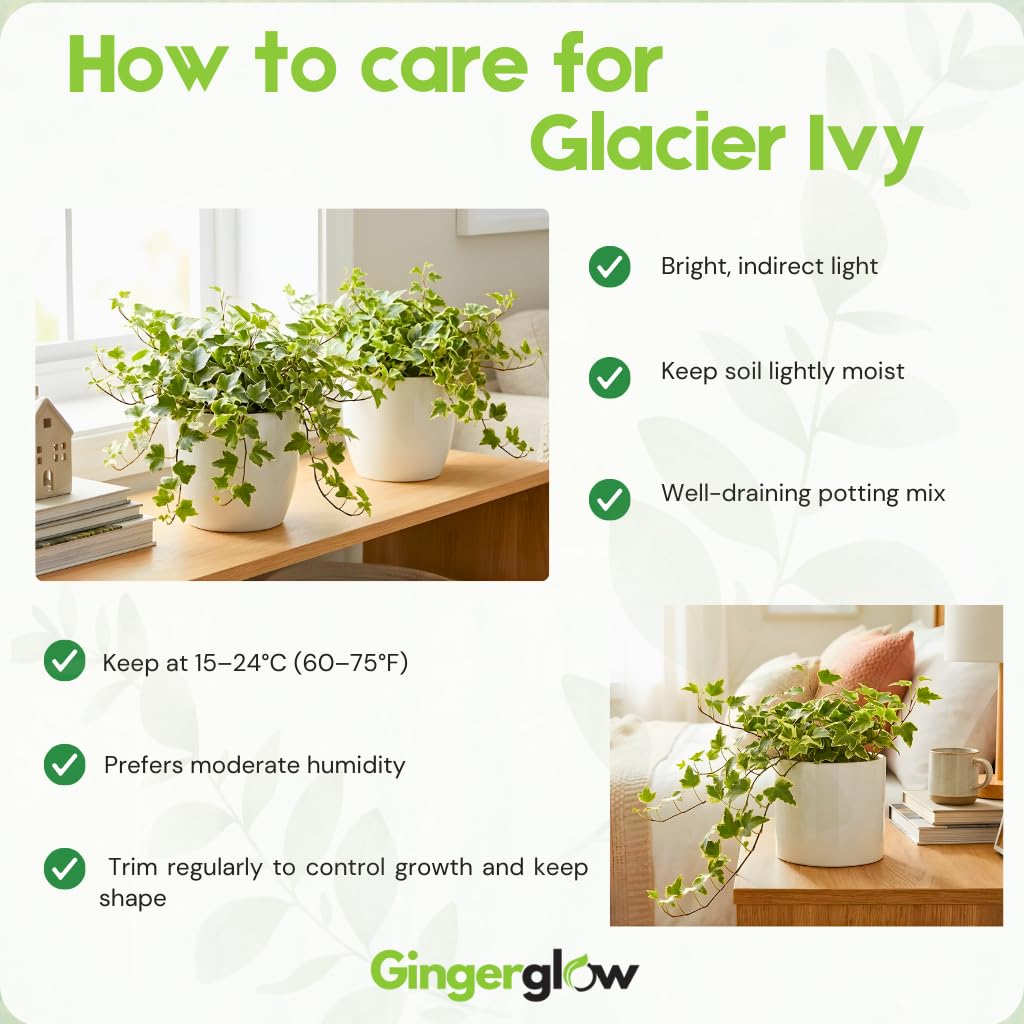 Glacier English Ivy Plant Live in 6 Inch Pot | English Ivy Plants | Trailing Plant & Climbing Ivy | Easy Care Houseplant for Pots, Shelves & Small Spaces