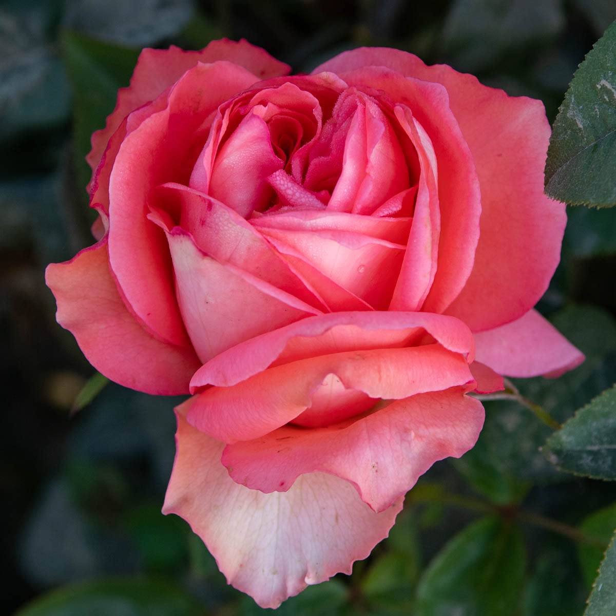BRECK'S - Perfume Delight Dormant Bare Root Hybrid Tea Rose, Includes one Plant per Order