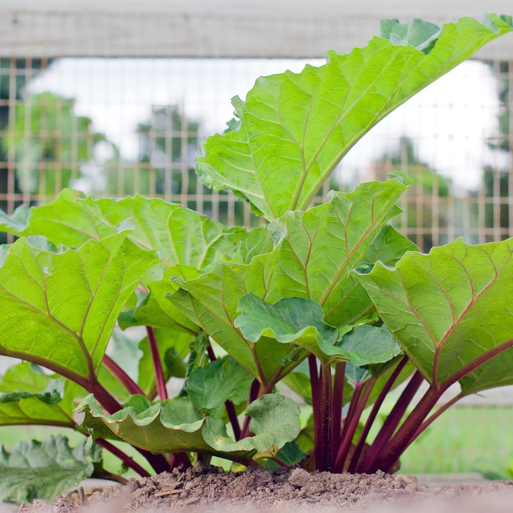Rhubarb Plant for Planting, Red Rhubarb Root Plant, Well Rooted, 4-6 Inc, Cold Hardy Perennial Vegetable for Indoor Outdoor Garden
