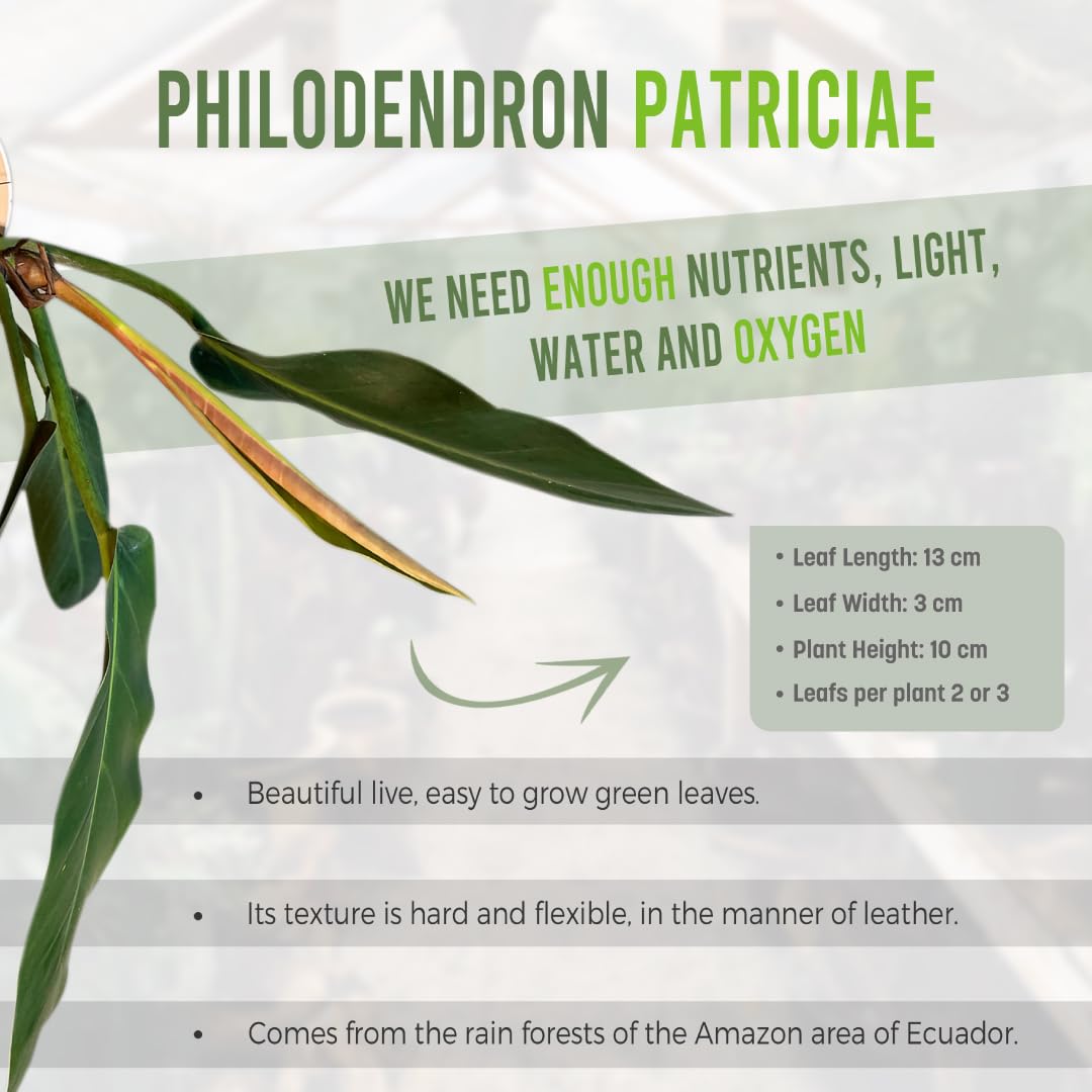 LEAL PLANTS ECUADOR Philodendron Patriciae Live House Plant| Air-Purifying Green Leaf Philodendron |Perfect for Home Decor, Unique Gift for Plant Lover