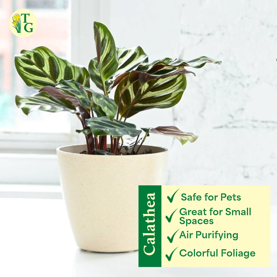 Thorsen's Greenhouse Peacock Calathea, Live Indoor Plant, Safe for Pets, Colorful Foliage, Rare Variety, Peacock Plant, 4" Diameter (Natural)