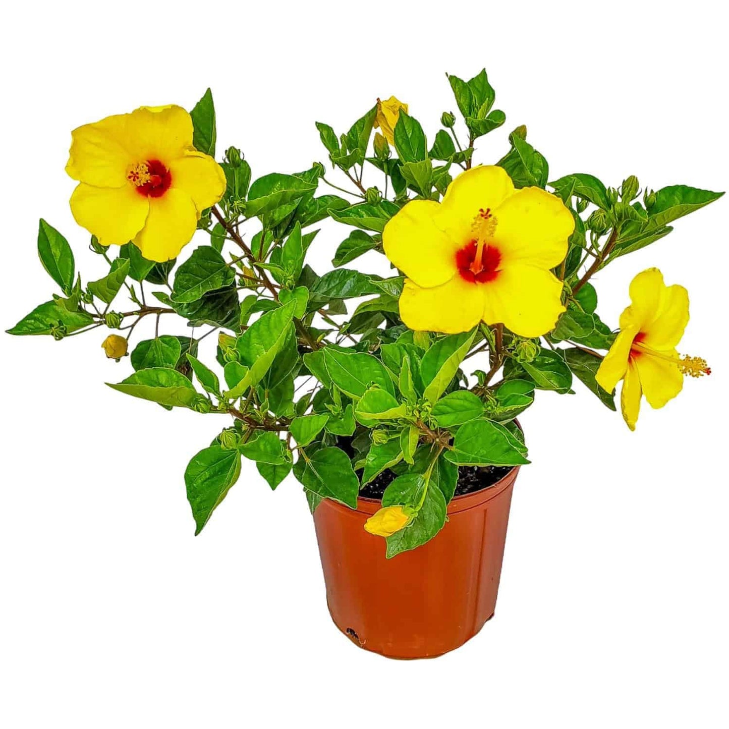 Tropical Plants of Florida Dwarf Yellow Hibiscus Bush Live Plant Red Throat - 3 Gallon 22 to 26 Inch Tall Tropical Flowering Shrub Patio Garden Plant