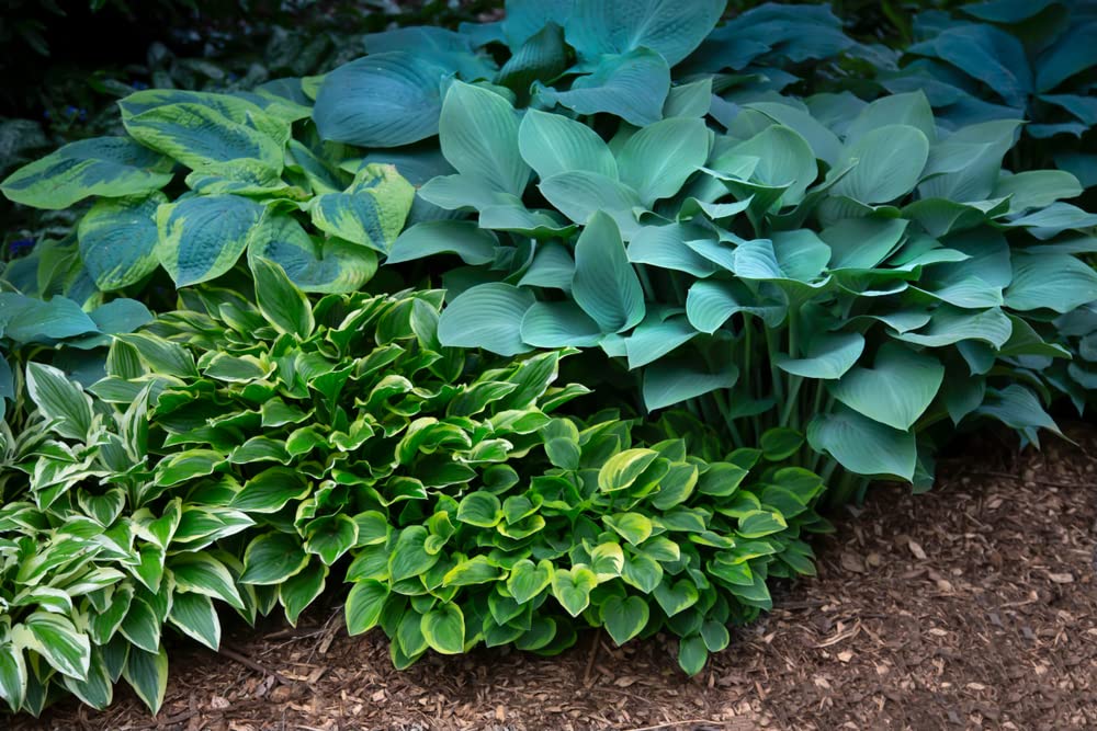 Mixed Hosta Perennials (6 Pack of Bare Roots) - Great Hardy Shade Plants