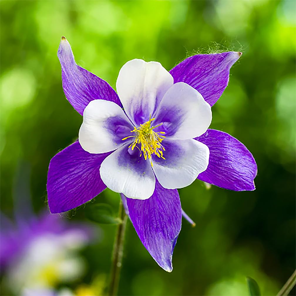 2800 Blue Dream Columbine Seeds - A Favorite Perennial Wildflower and State Flower of Colorado