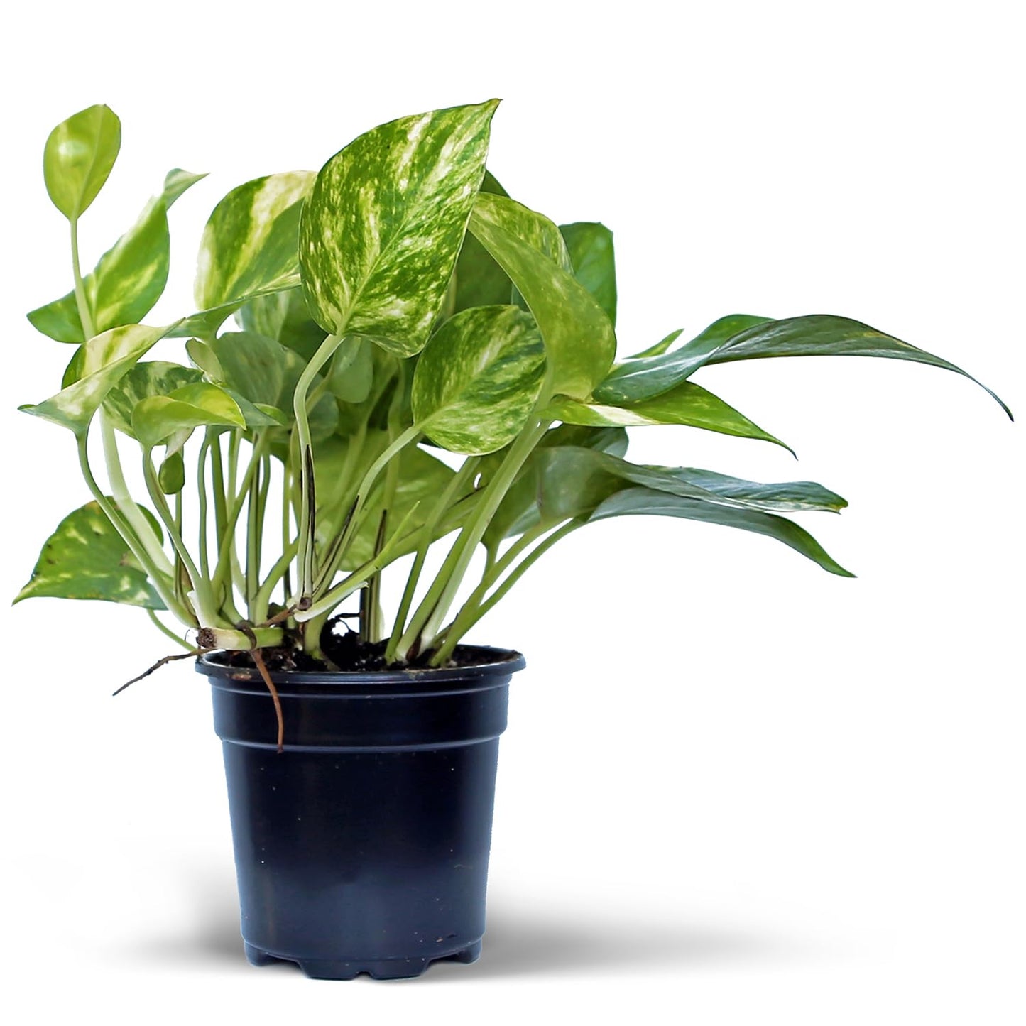 4 Pack Live Golden Pothos, Devil's Ivy Vine, Indoor Trailing Houseplant, Variegated Potted Plant, Sympathy Gift, Live Decor, Birthday Gift, Office Gift, Housewarming Gift in 4" Pot