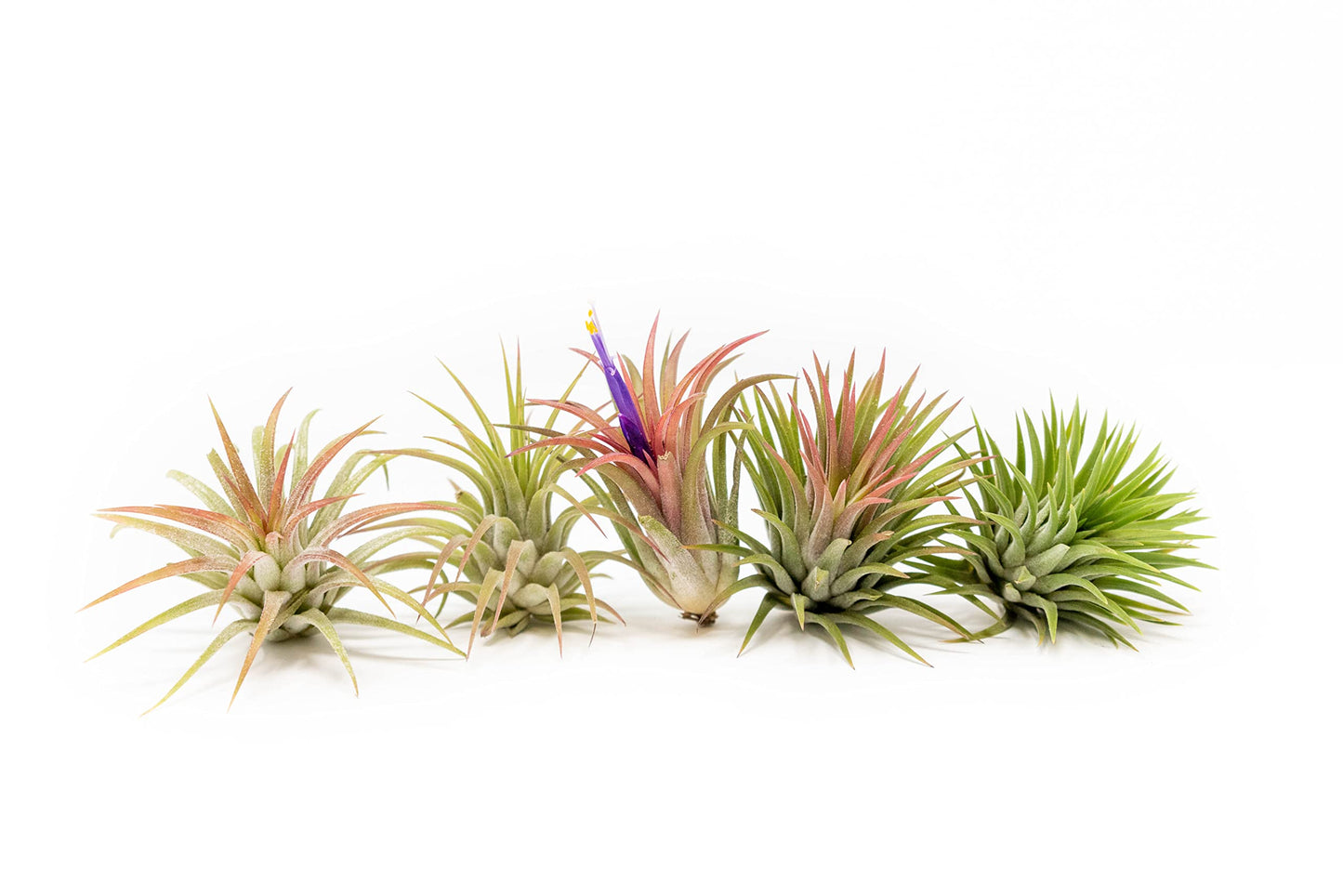 Air Plants Ionantha Mexican - Colors and Shape Varies Due to Seasonality-Live Tillandsia Succulent House Plants - Available in Wholesale and Bulk - Home and Garden Decor-Easy Care Plants (Pack of 5)