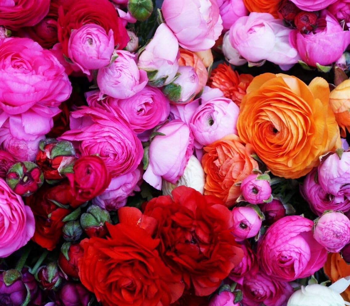 Mixed Peony Ranunculus Bulbs- Persian Buttercup -10 Corms Bulbs Flowering Blooms Perennial Bulbous Root Garden Plant (Mixed Ranunculus Bulbs)