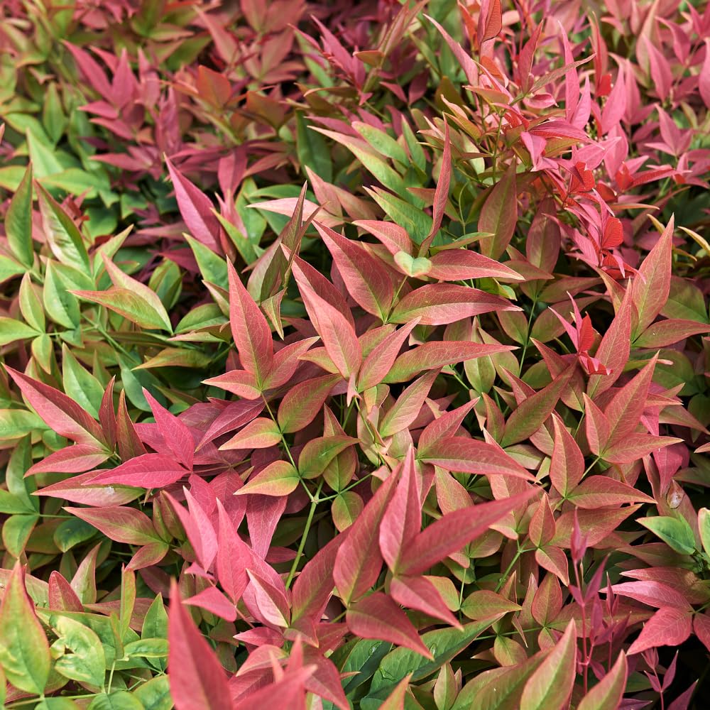 1 Nandina Domestica, 2.5 Inch Pot Nandina Live Plant, Heavenly Bamboo, Easy Care, Evergreen Shrub with Seasonal Red Foliage, Ideal for Garden & Landscape