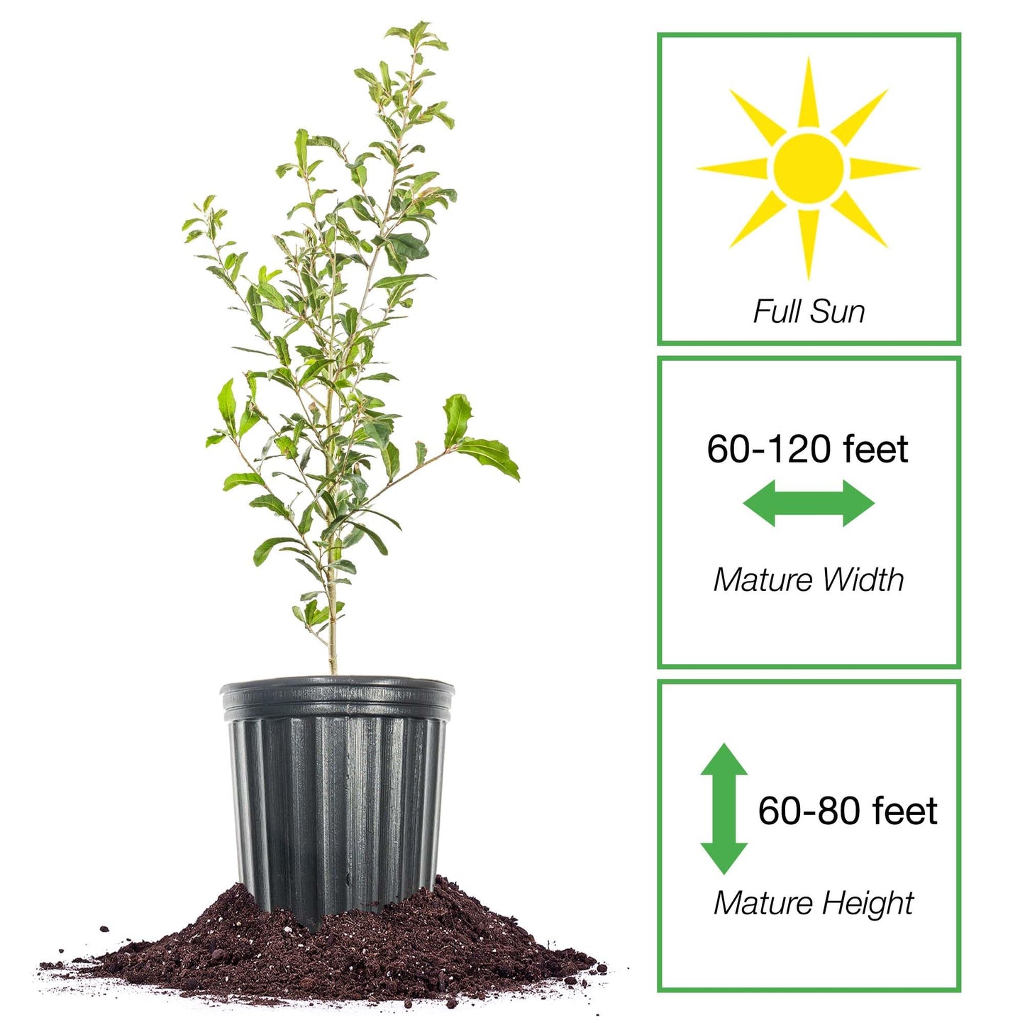 Perfect Plants Southern Live Oak in 1 Gallon Pot | Live Tree for Outdoor Planting | Fast Growing Shade Tree | Majestic Towering Landscape Oak | Green Leaf Canopy | Zones 7-10