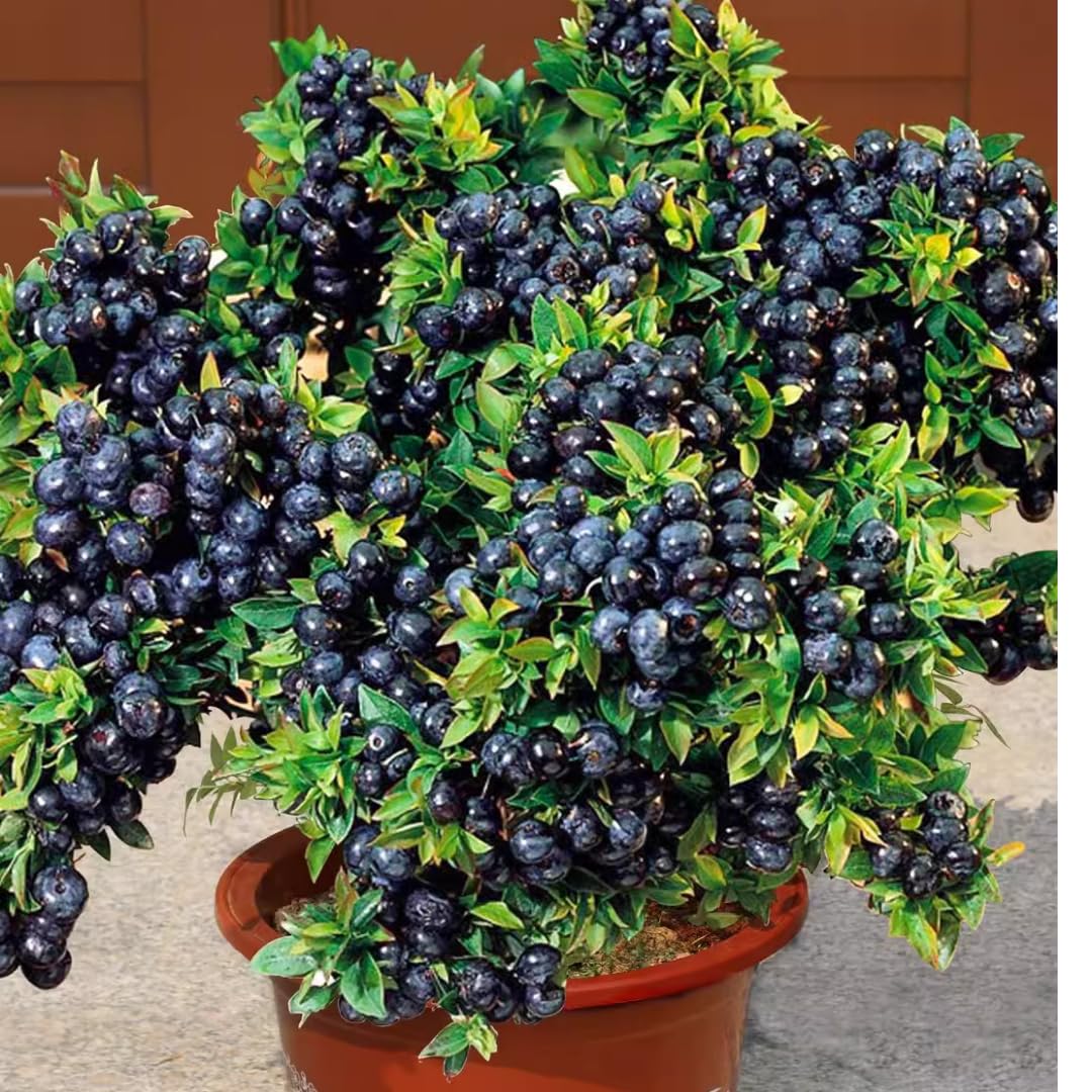 2 Black Huckleberry Trees Live Plants, Starter 4-6 Inc Tall in 4 Inc Pot, Well Rooted, Dormant, Huckleberries Blueberry Like, Sweet