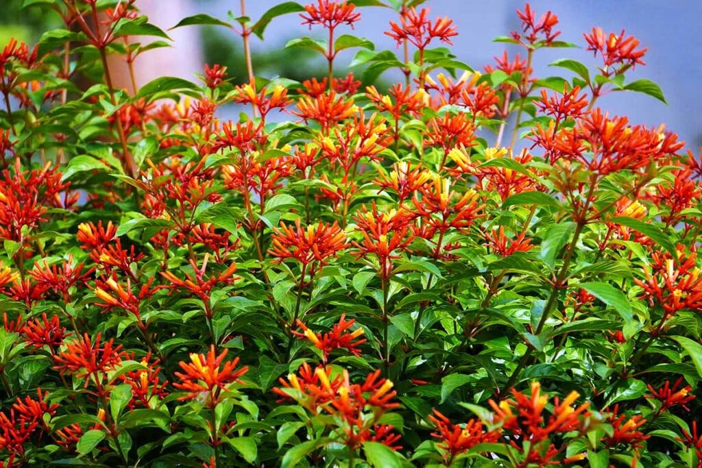 Firebush Dwarf I 1 Live Quart Size Plant I Hamelia Patens Compactal Vibrant Red-Orange Blooms, Low-Maintenance, Heat-Tolerant, Perfect for Small Gardens and Containers