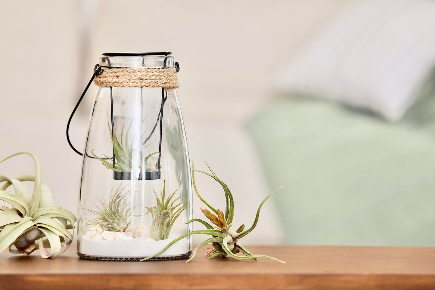 Air Plant Low Light House Plants Box (5PK) Tillandsia Air Plants Live Houseplants Live Indoor Plants Live Succulents Plants Live Terrarium Plants Live, Air Plant Holder Airplant Kit by Plants for Pets