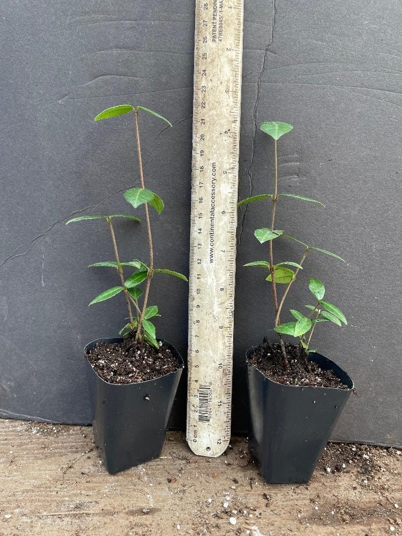 Live Plant - Asiatic Jasmine Trachelospermum asiaticum Small Rooted Starter Plant Fragrant
