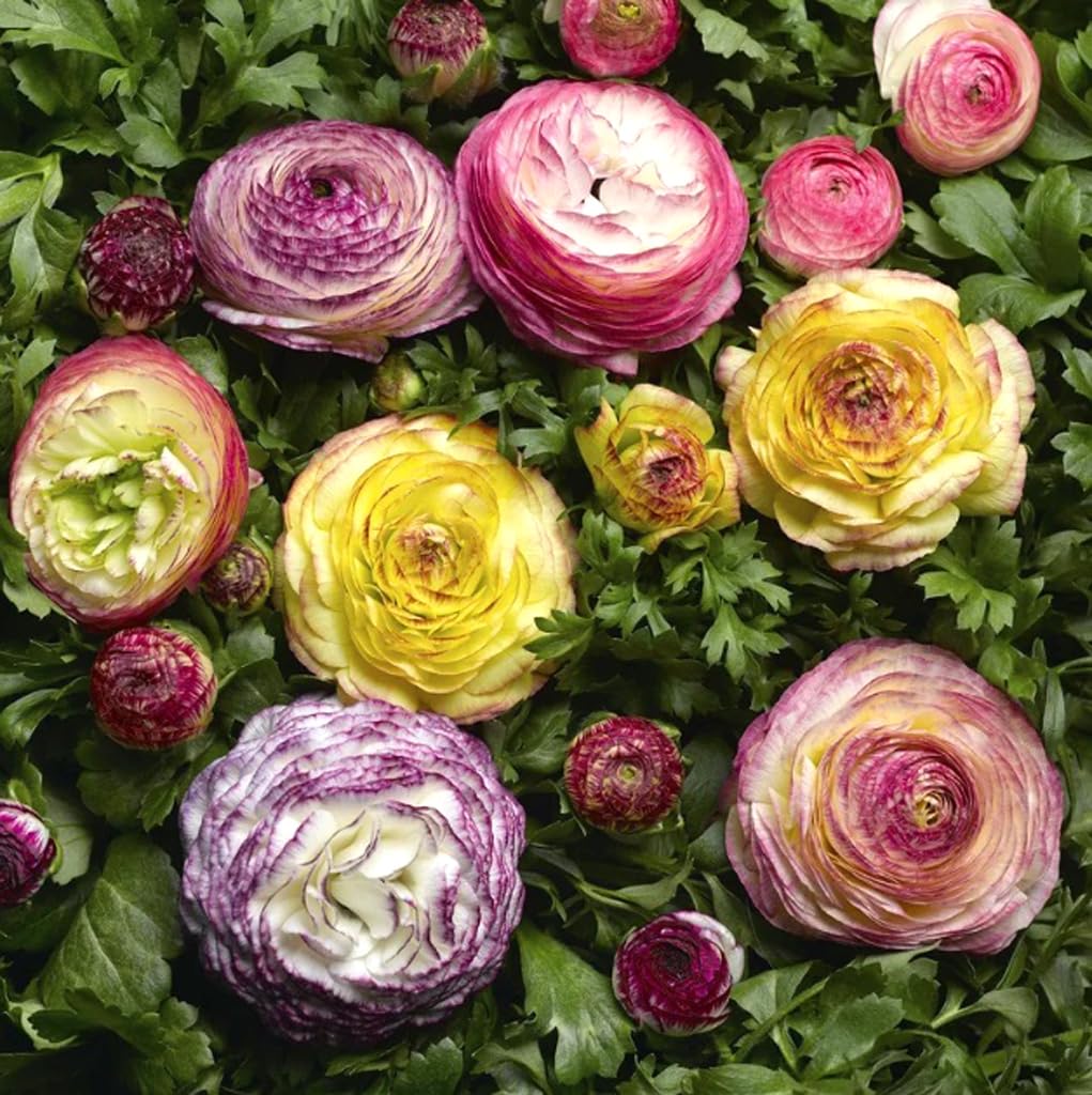 10PCS Mixed Color Ranunculus Bulbs Double Buttercups Spring Rose Bulb Wedding Flower Bulbs