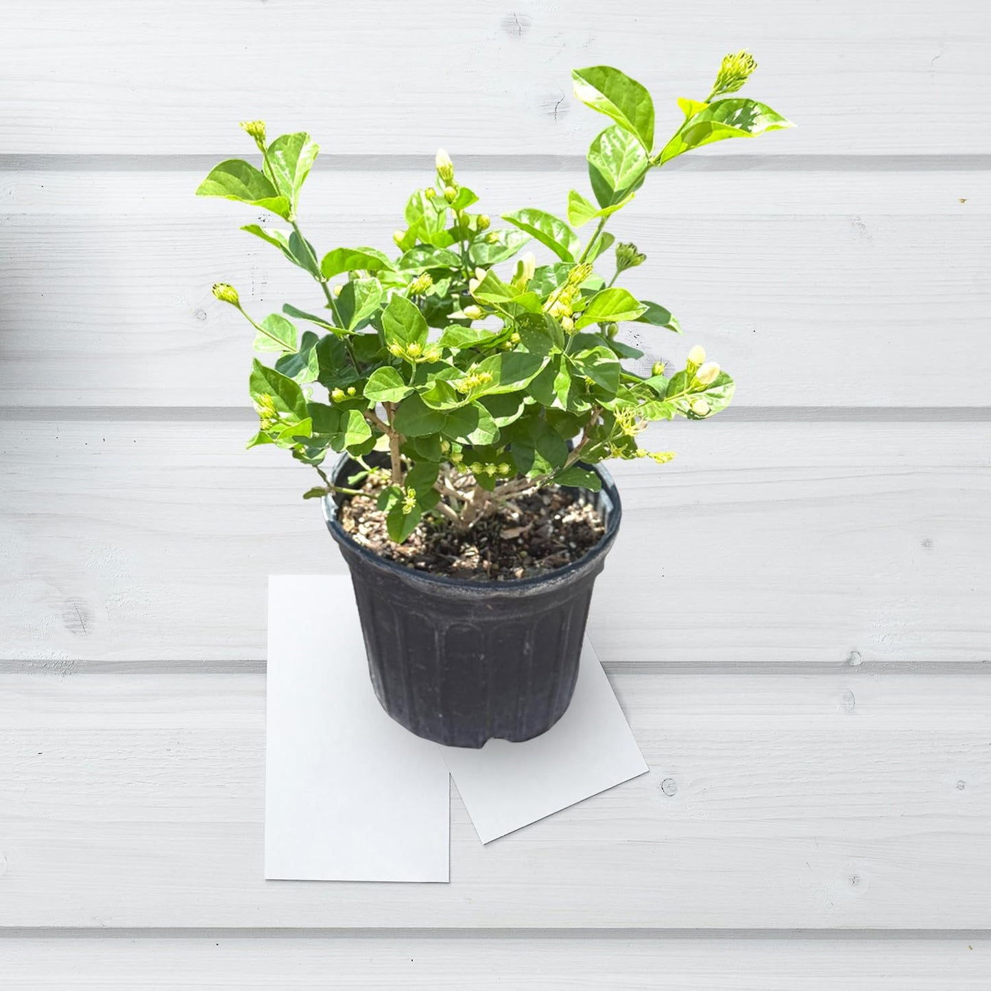 Live Jade Sambac Plant in 6" Pot - Rare Fragrant Jasmine Variety, Easy Care Tropical Houseplant for Home Decor, Gardens, and Unique Gifts (Heat Pack Included)