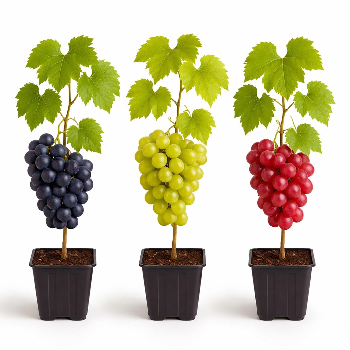 Grape Growers Plants Kit - 3 Live Grape Plants – Red, Green & Concord Varieties – Healthy Fruit Vines – Ready to Plant – Grow Sweet Table Grapes at Home - Ship Bare Root