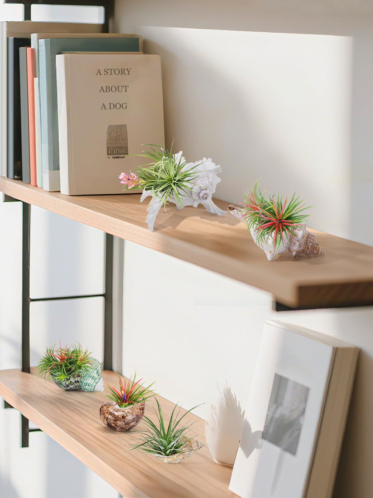 Biggun 5 Pack Conch Sea Shell Air Plant Holder-Natural Conch Plant Pots Holder in 5 Styles Decorative Tillandsias Succulent Display Container Table Centerpiece for Home Garden Beach Theme Party Favor