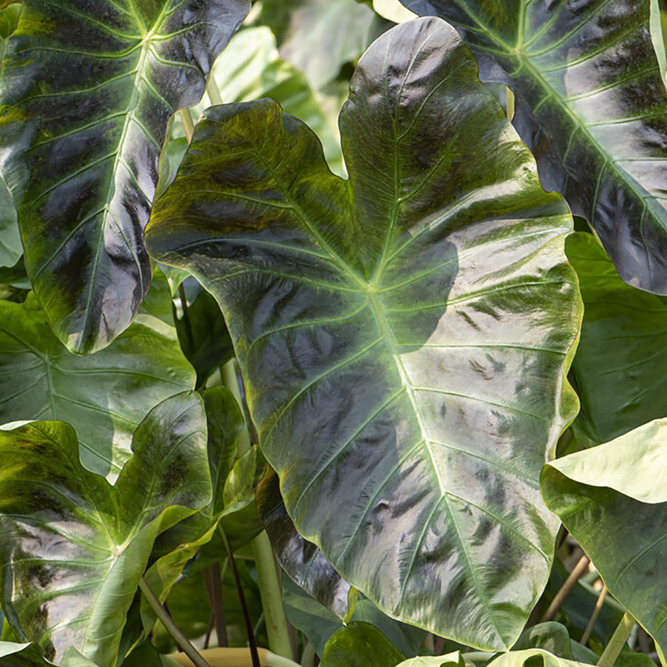 Van Zyverden Elephant Ears Royal Hawaiian Aloha Set of 1 Bulb