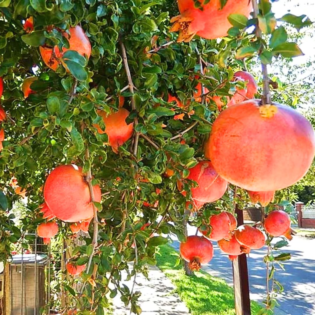 Live Pomegranate Tree, Red Pomegranate Fruit Tree, Potted - Wonderful Pomegranate Bush - Suitable for Garden Planting, Size 10 to 15 Inch Tall