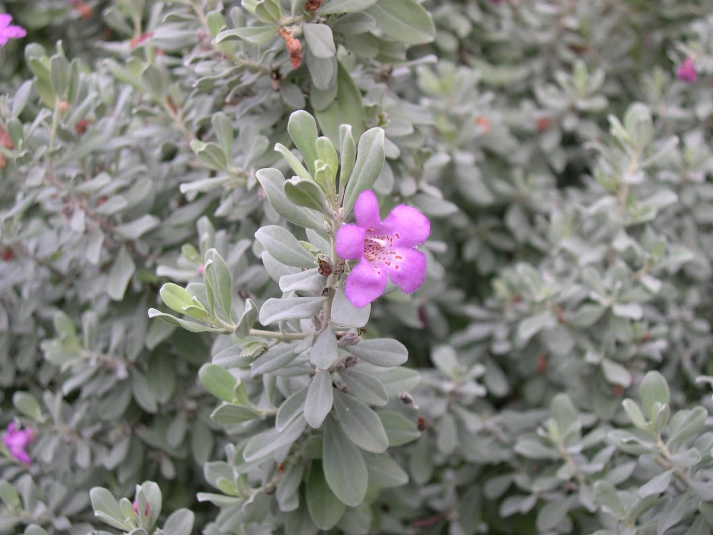 RedCrocus - RedCrocus Texas Sage - Drought-Tolerant Evergreen Bush, Fragrant Purple Blooms, Attracts Pollinators, Perfect for Desert Landscapes & Borders 10" Pot