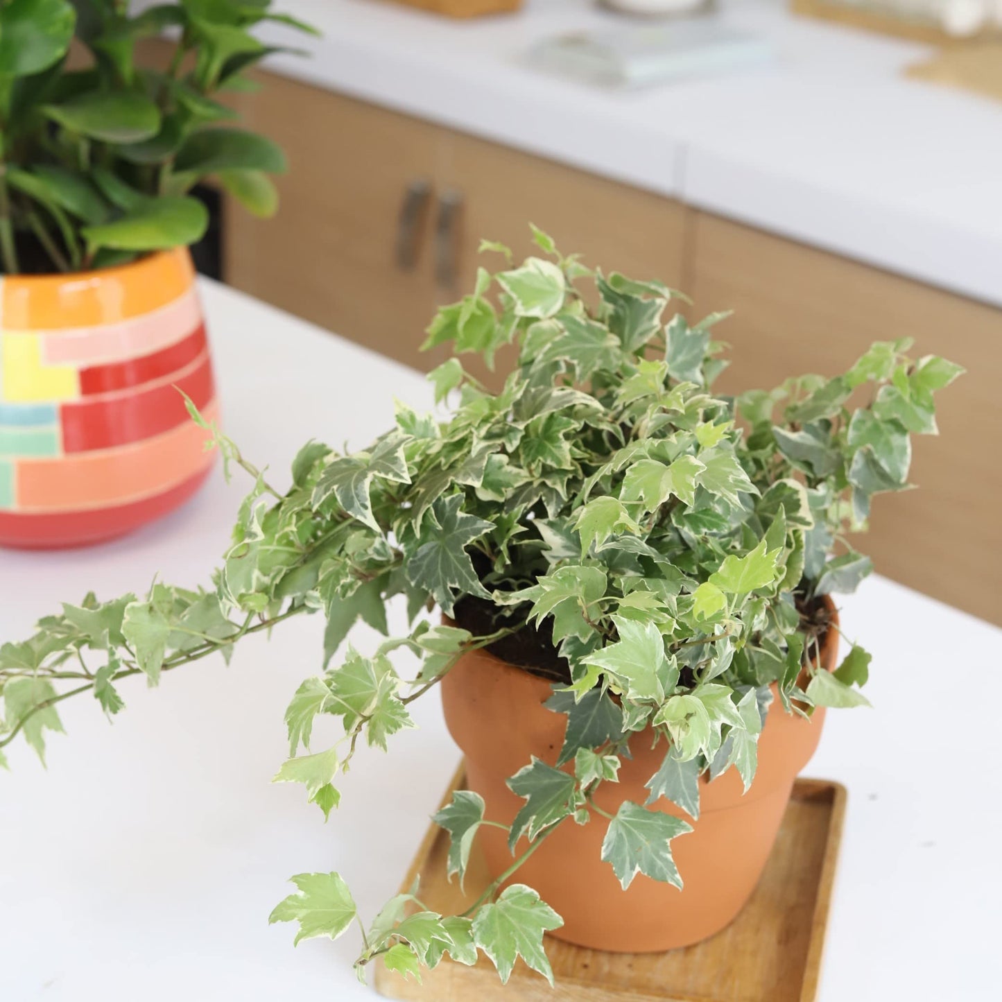 Golden English Ivy (4" Grower Pot) - Healthy Houseplant - Easy Care Indoor Houseplant