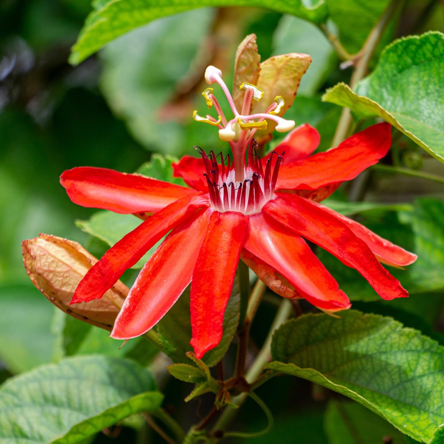 3 Live Red Passion Flowers Plants, 4 to 8 Inch Fragrant Passion Flowers Vine - Perennial Passiflora Passion Flowers Live Plants Outdoor Garden, Passion Flowers Vine