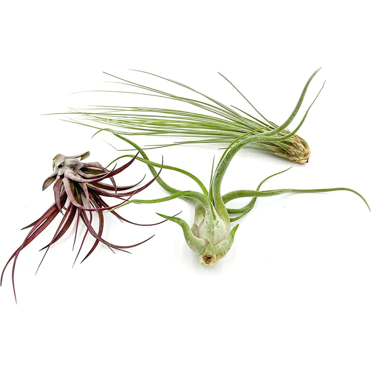 ragnaroc Air Plants - Tillandsia Variety Pack, Jumbo 5-9" - 3ct - Live Arrival Guaranteed - House Plants for Home Decor & Gift