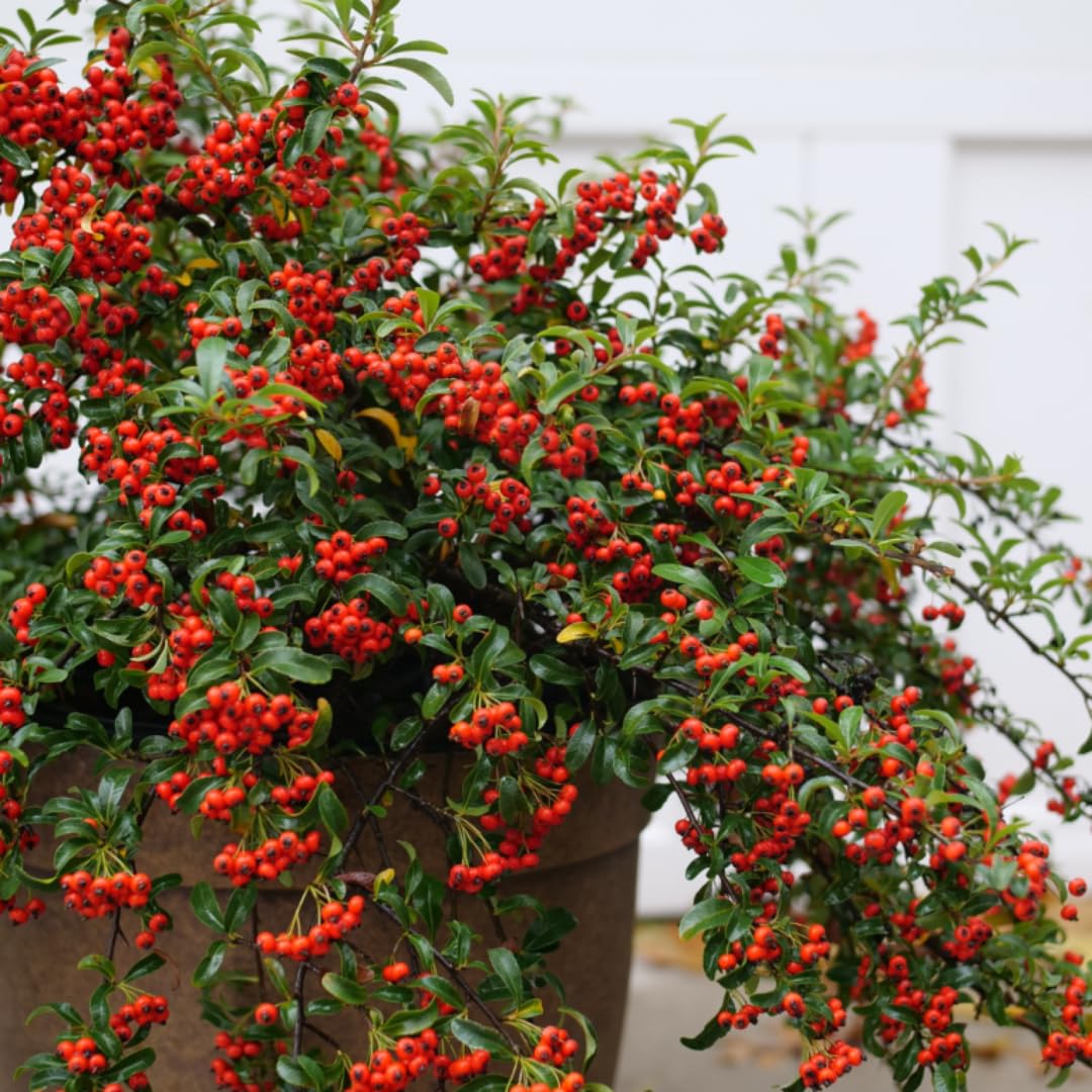 Blueberry Plant in 1 Gallon Pot, 1-2 Ft Tall, Pink Lemonade Blueberry Tree for Planting, Well Rooted and Cold Hardy Blueberry Tree, No Ship to CA