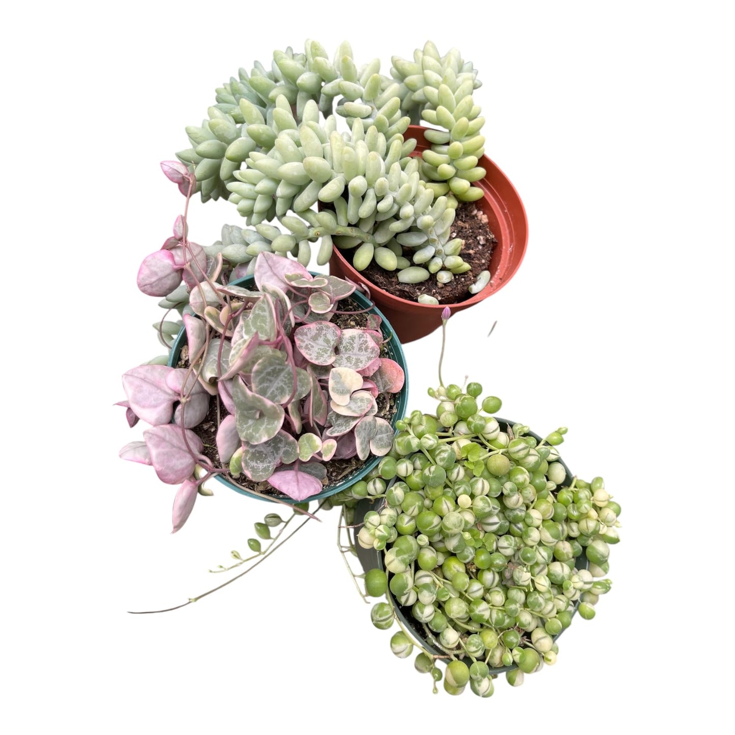 Succulent 3Pack String of Variegated Hearts, String of Variegated Pearls, Sedum Burrito All in 4in Pots All Full Live Plants Healthy and Lush