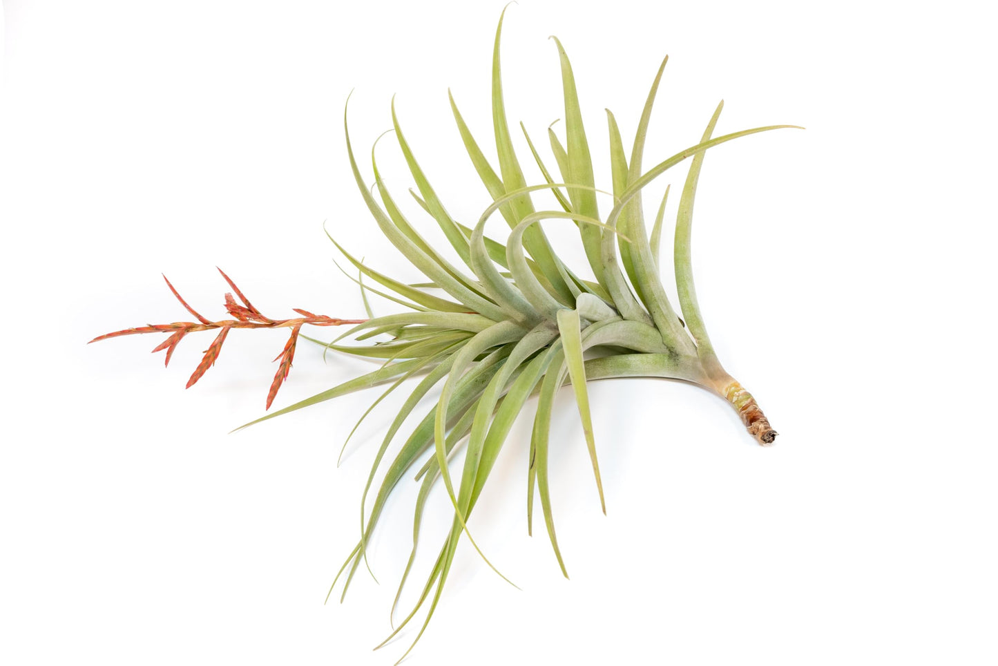 Air Plant Shop Tillandsia Latifolia - Wholesale and Bulk - Succulents - Live Tillandsia - Easy Care Indoor and Outdoor House Plants