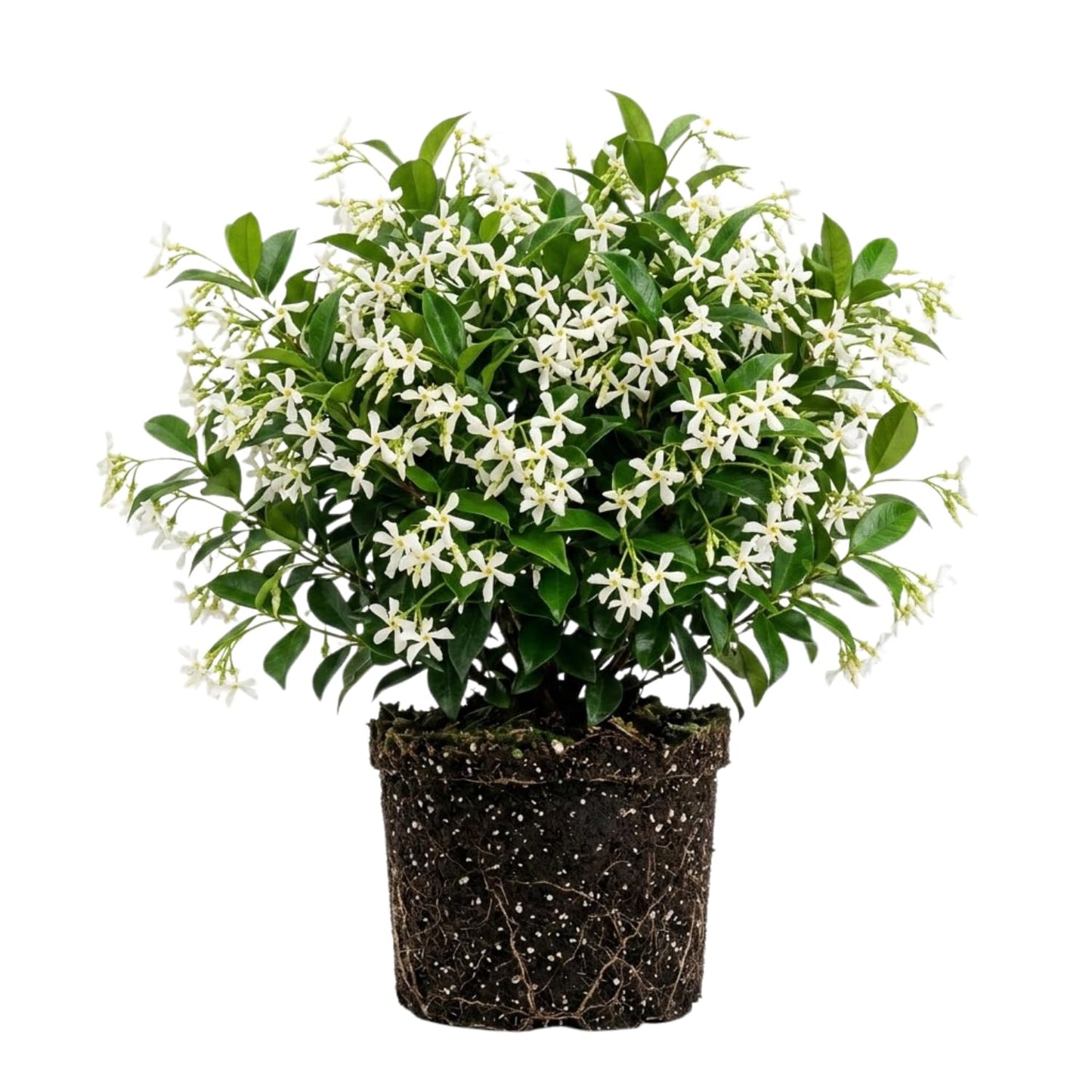Star Jasmine Live Plant, Live Fragrant Jasmine Flowering Vine, 8-10'' Tall in 3 Inches Pot, Outdoor Planting