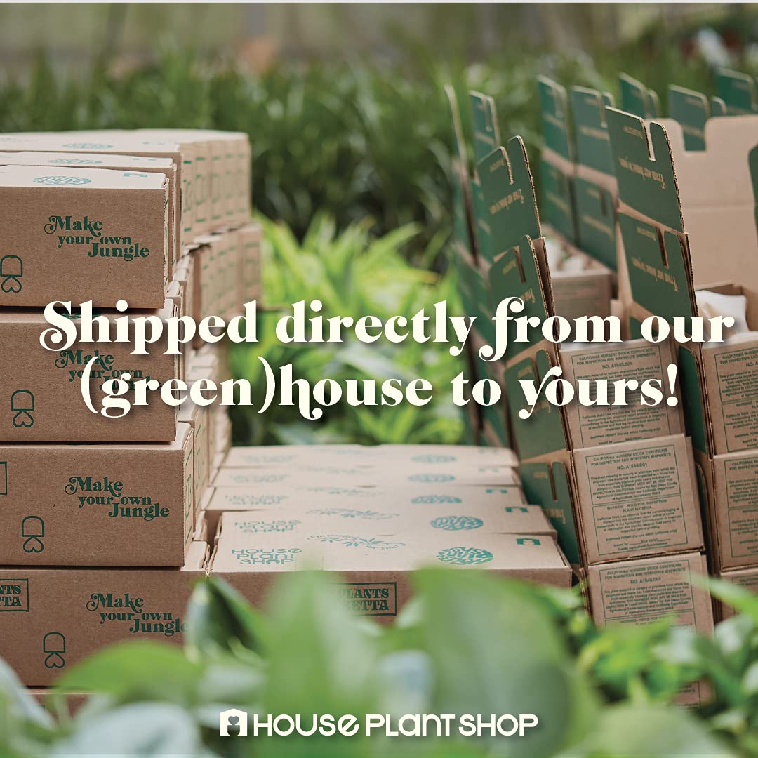 House Plant Shop | Dracaena 'Marginata Cane' - 4" Pot | Live Indoor Plant | Easy to Care | Natural Décor Plant | Great Gifts| Free Care Guide