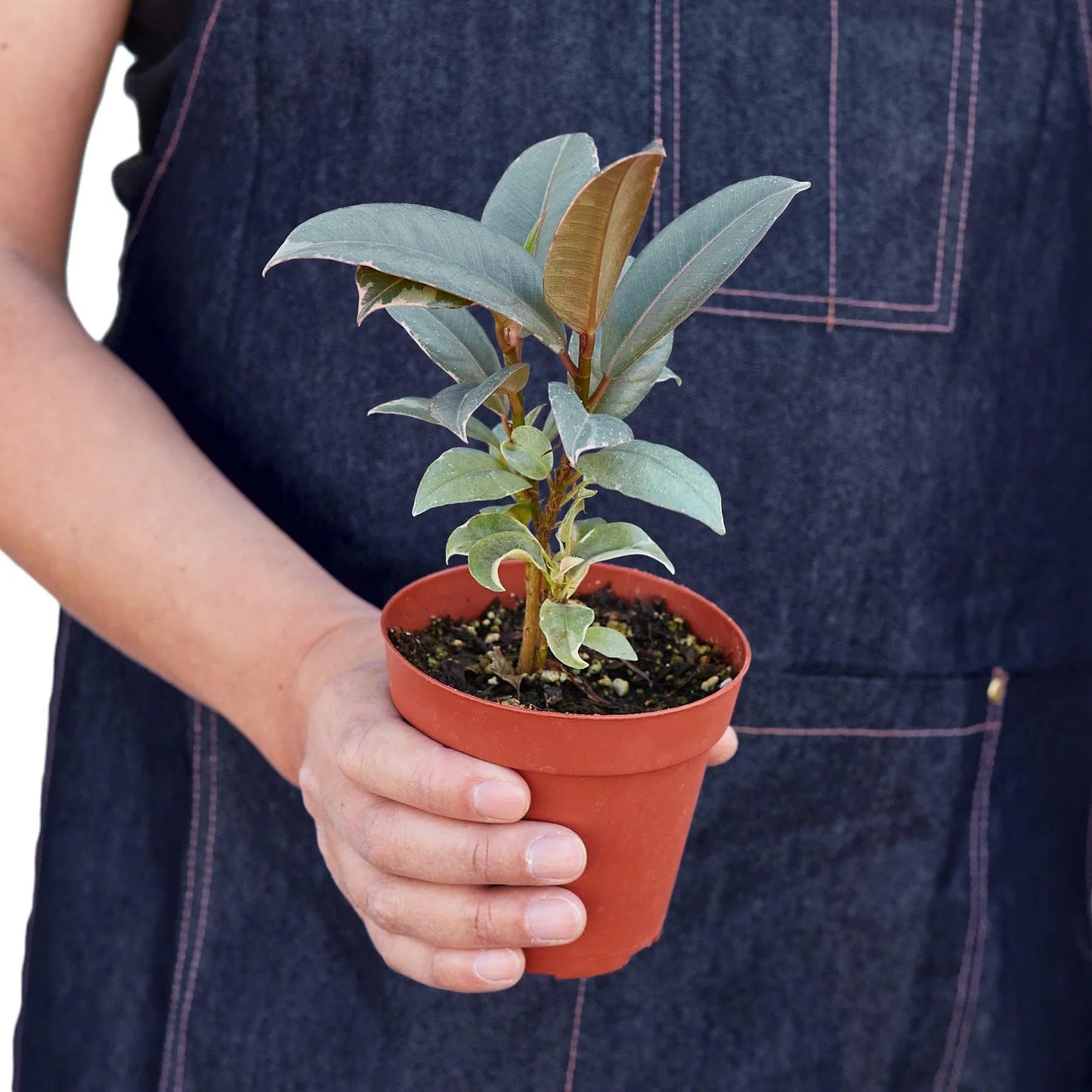5 Pack Ficus Elastica 'Tineke' in 6in Pot - Live Plants Tropical Houseplants | Variegated | USA Growers | The Snobby Leaf
