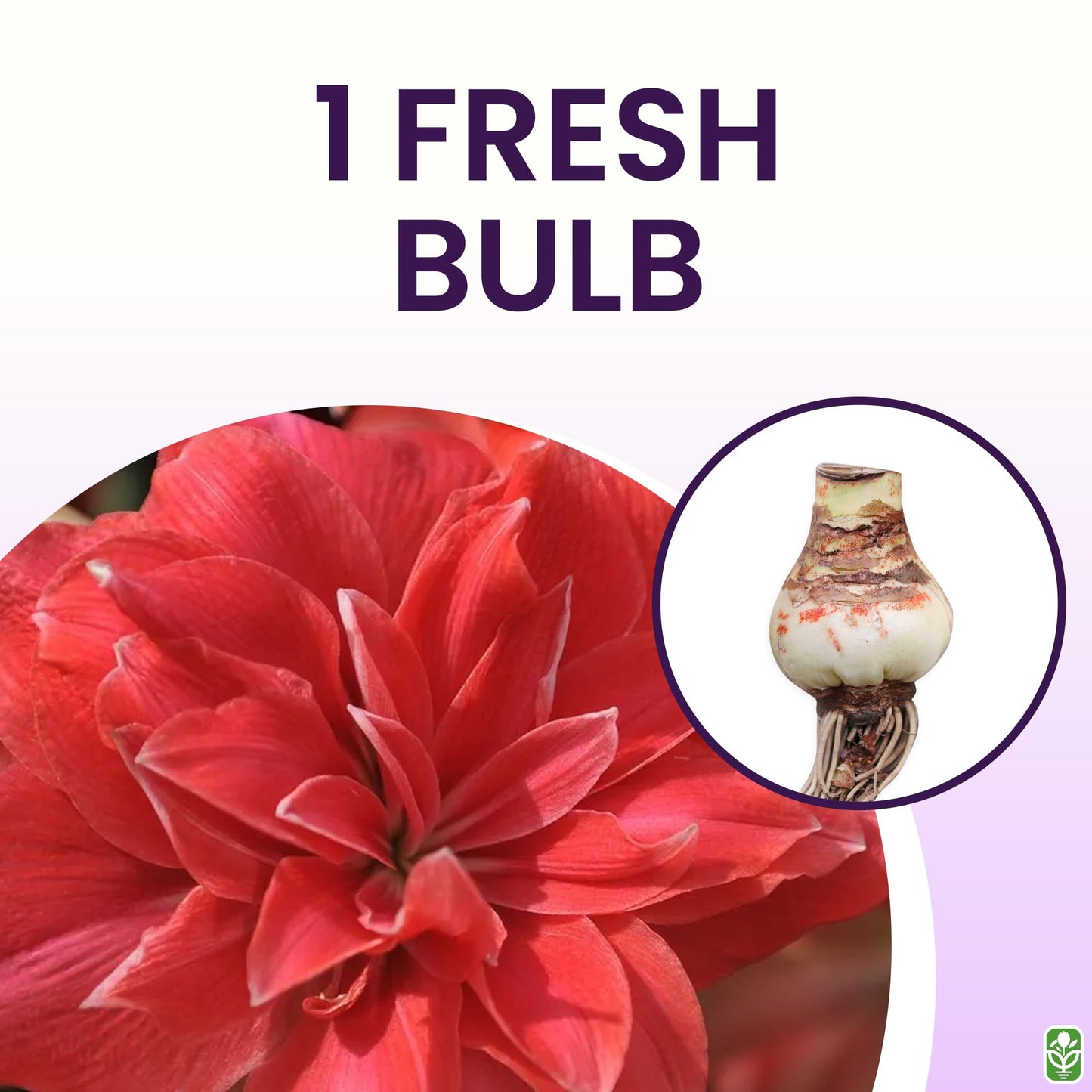 Double Pink Amaryllis Bulb – Large Bulb for Planting, 4-8 Blooms, 16–24" Tall – Elegant Indoor & Outdoor Plant – Ideal for Seasonal Decor – Low-Maintenance Amaryllis Bulb (Not in Wax)