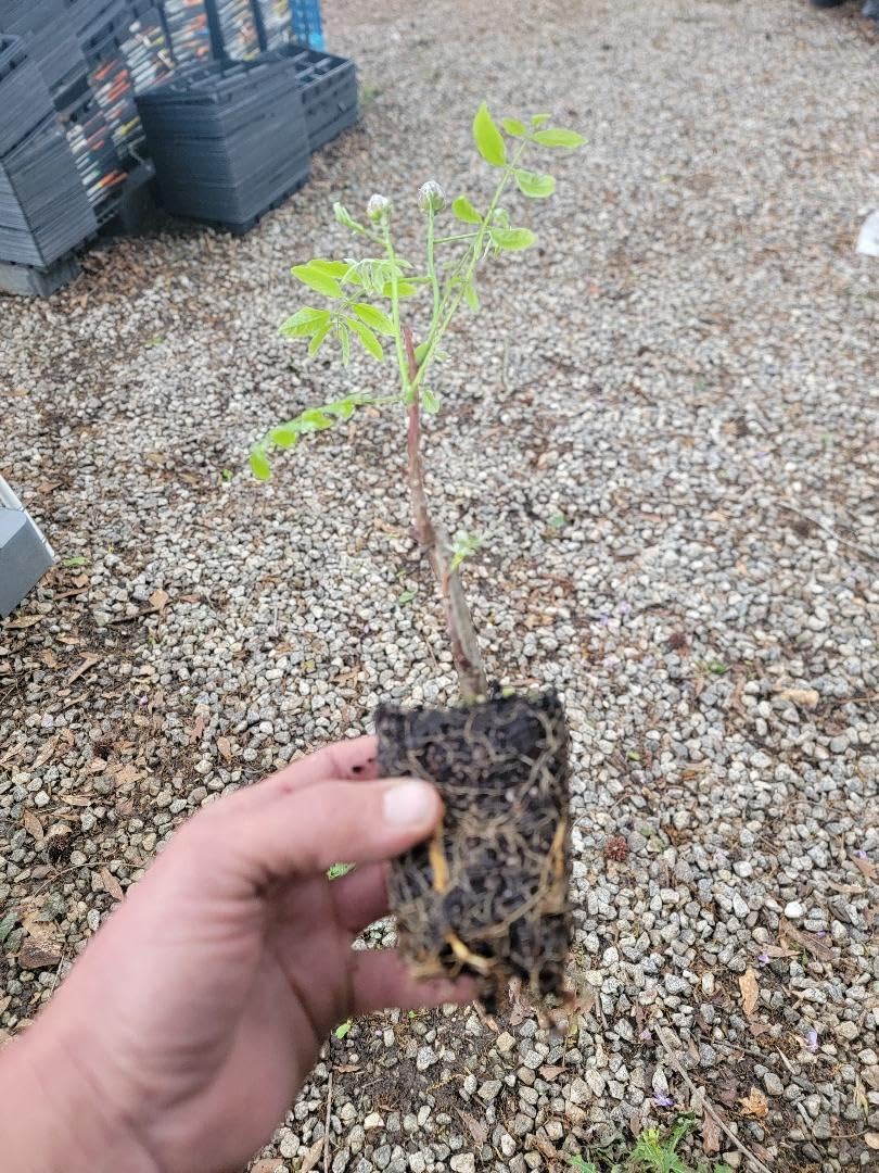 Live Plant - Amethyst Falls Wisteria Vine - Starter Plant