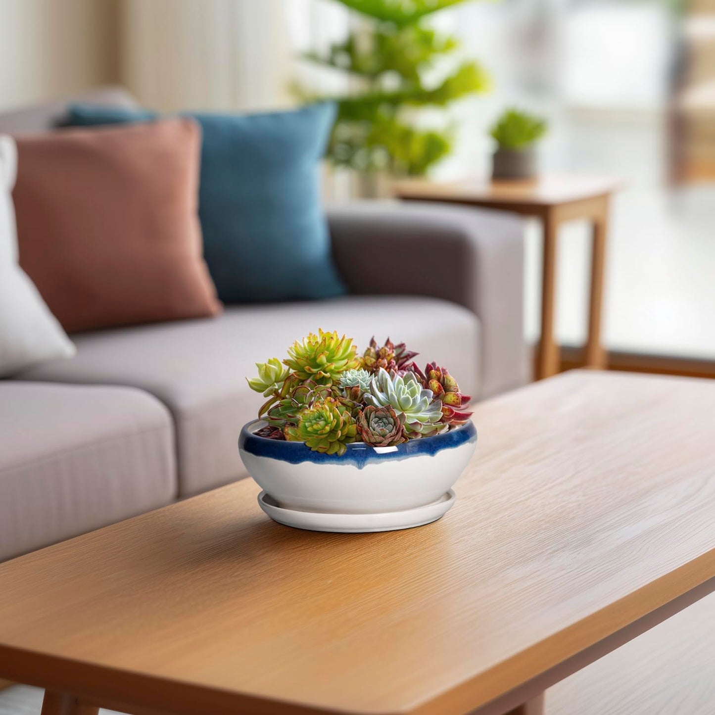 SQOWL Succulent Planters 6 Inch - Ceramic Bonsai Pots with Drainage Hole and Saucer, Round Shallow Planter for Indoor Plants, Ceramic Cactus Pot, Apartment Decor, Gifts for Women, Blue Off-White