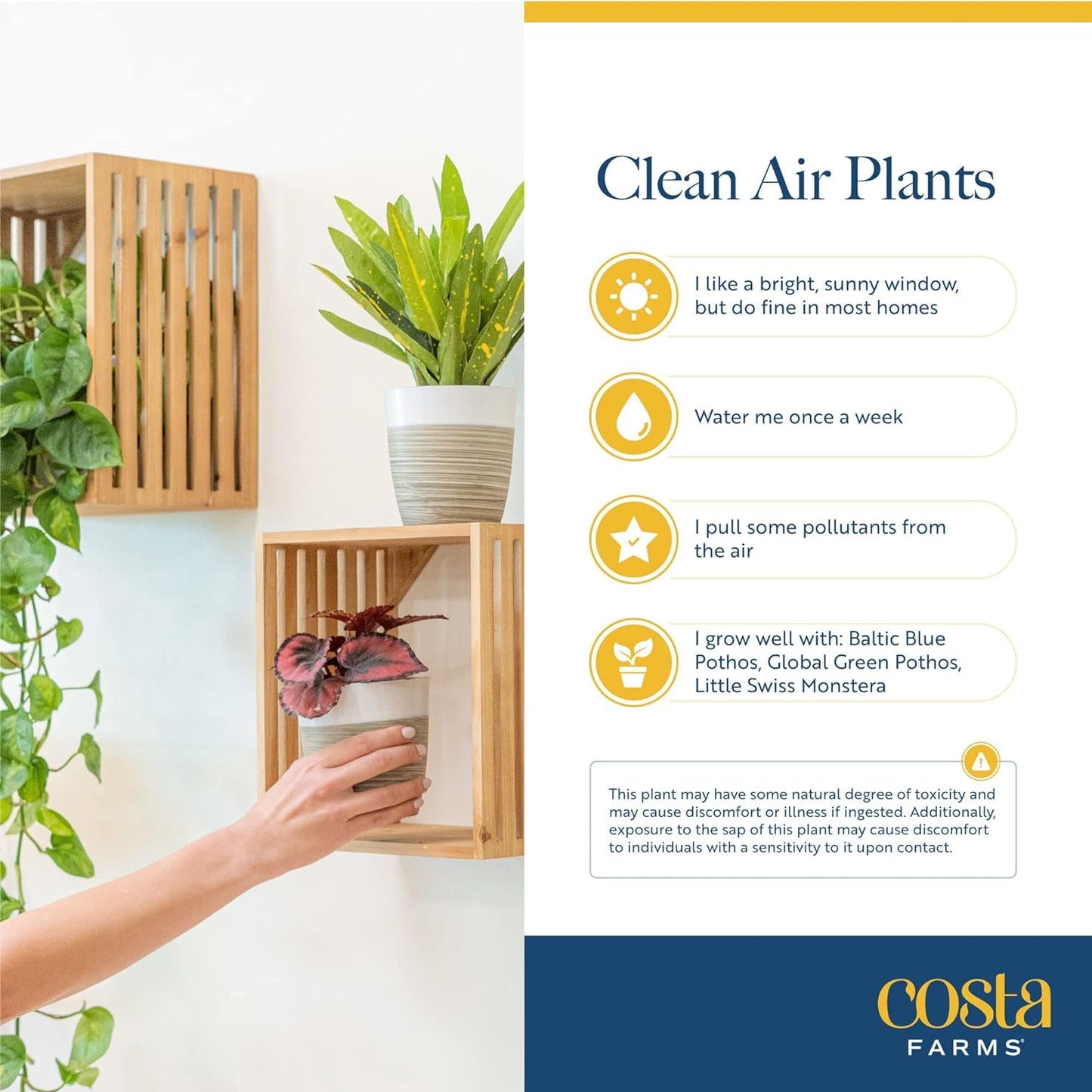 Costa Farms Live Indoor House Plants (2-Pack), Hand Selected Easy to Maintain Indoor Assorted Houseplants in Plant Pots, Curated Air Purifying Mix, Low Light, Home Office Decor Plant Gift