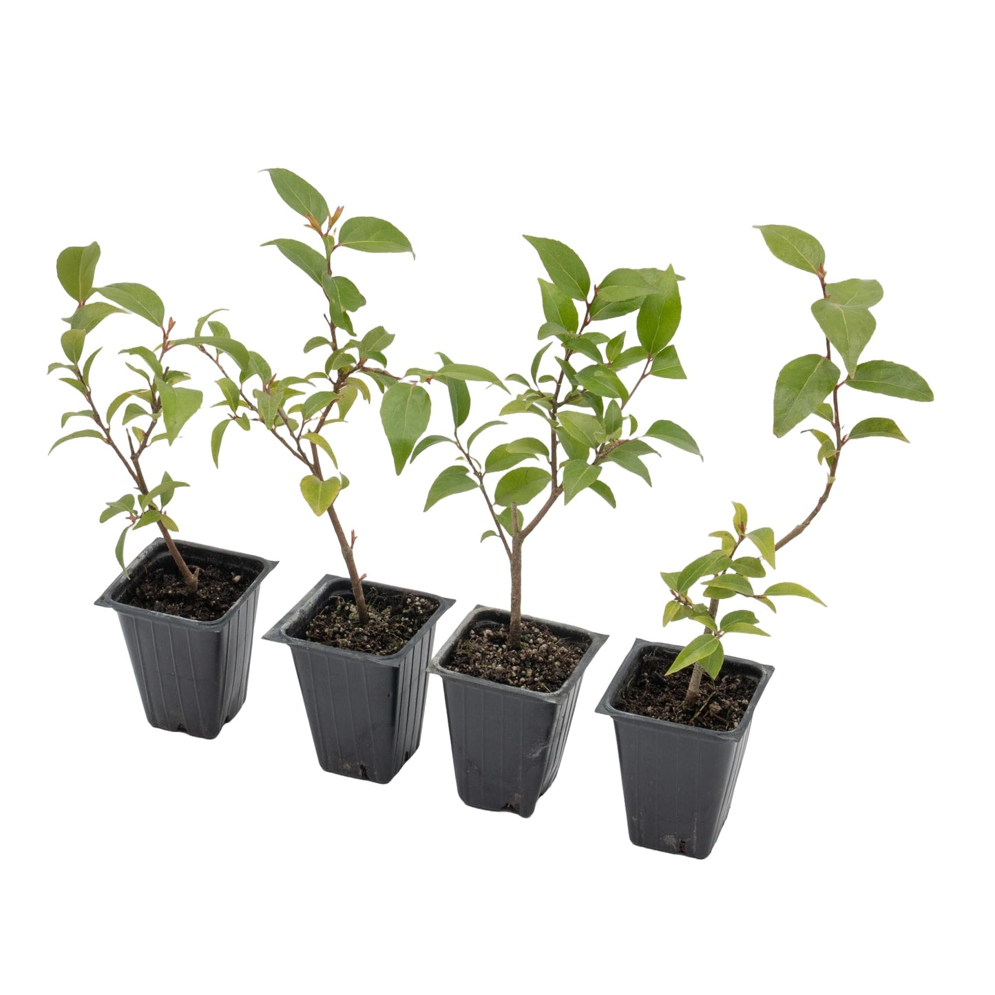 4 Xylosma Congestum, Live Plants – Shiny Xylosma in 2.5” Nursery Cubes – Fast-Growing, Low-Maintenance Evergreen Shrub for Hedges & Landscaping