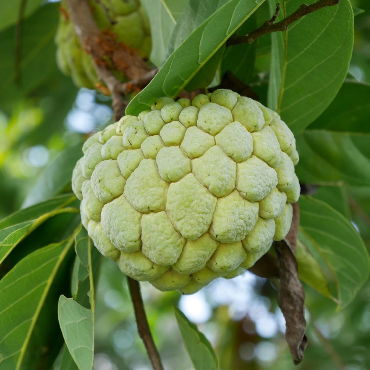 Sugar Apple Tree Live Plant, 1.5-2.5 Feet Tall, Annona Squamosa Sugar Apple Fruit Tree in Gallon Pot, No Ship CA