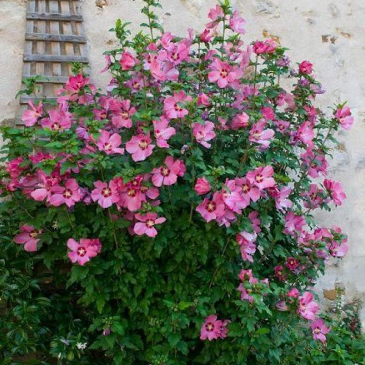 Pink Rose of Sharon Live Plant, 6-12" Tall Althea Hibiscus Plants in Quart Pot, Perennial Hardy Hibiscus Plant Bush for Outdoors Garden, Dormant in Winter