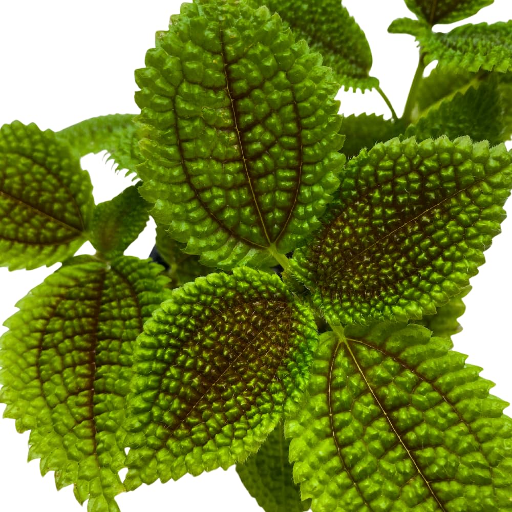 BubbleBlooms Pilea Mollis Moon Valley in a 4 inch Pot Friendship Plant
