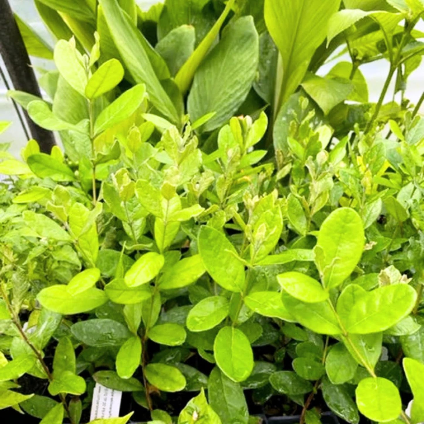Pineapple Guava Live Plant, 4-8” Tall, Hardy Guava Fruit Tree for Garden