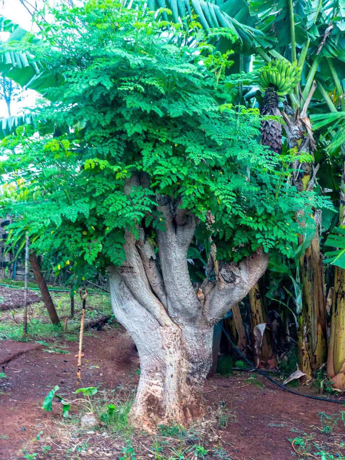 2 Malunggay Plants Moringa Oleifera Trees Live Plant for Planting, Drumstick Horseradish, 6 to 8 Inches in Tall